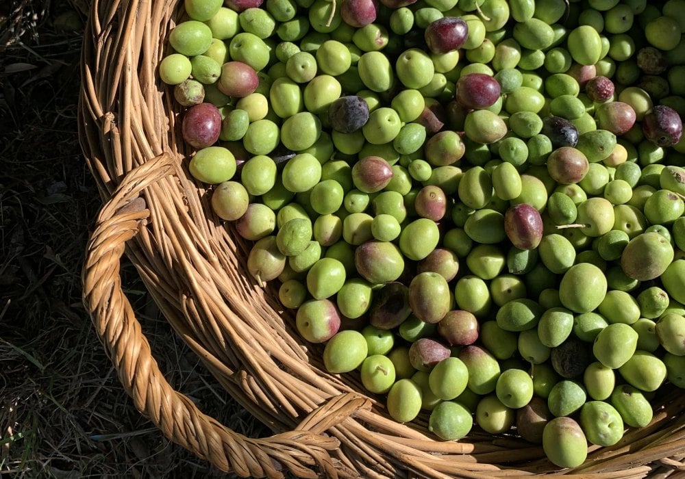 pulpe olive 