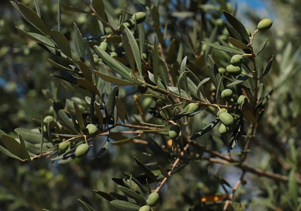 Feuilles D'Olive Provençale